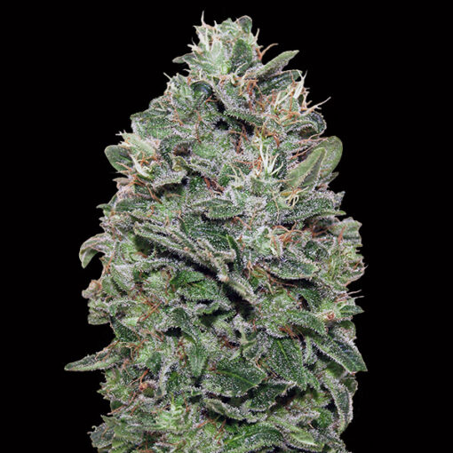 Sweet Somango fem. 00 Seeds
