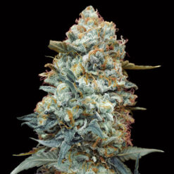 Sweet Somango Fast fem. 00 Seeds
