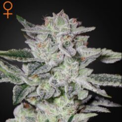 Sweet Valley Kush fem. Green House