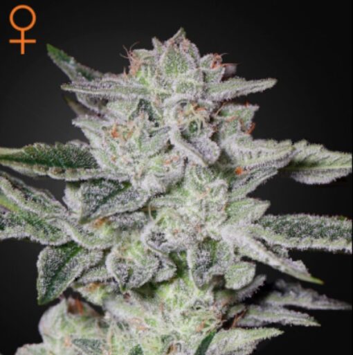 Sweet Valley Kush fem. Green House