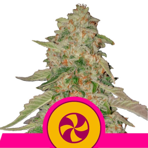 Sweet Zkittlez fem. Royal Queen