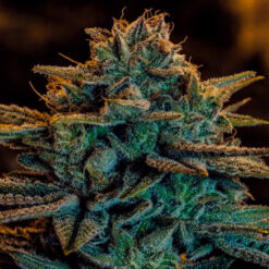 Sweet Zombie. Expert Seeds