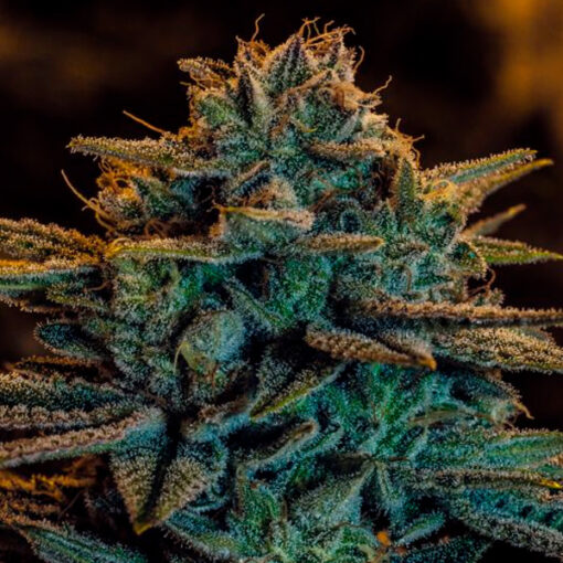 Sweet Zombie. Expert Seeds