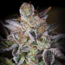 Sweetopia fem. Paradise Seeds