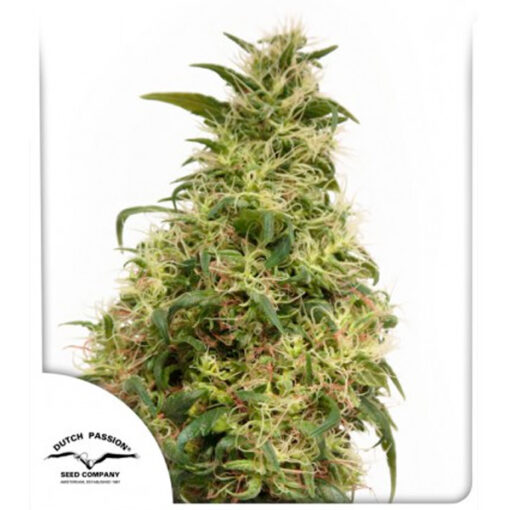 THC - Victory fem. Dutch Passion