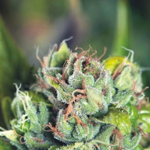 Tahoe Cure fem. Pyramid Seeds