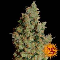 Tangerine Dream fem Barney's