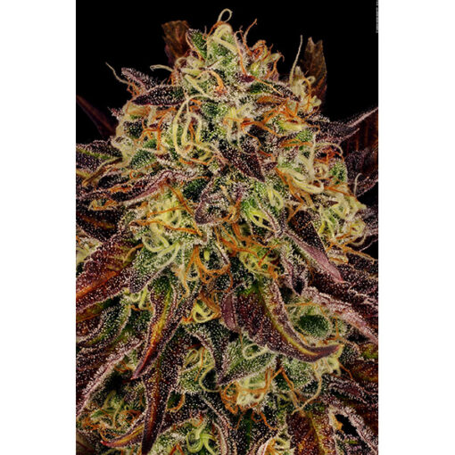 Tangerine Sorbet fem. Paradise Seeds