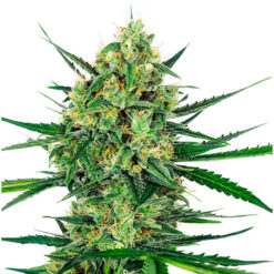 Tangerine Sugar  3 u. fem. Sensi Seeds