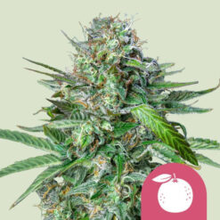 Tangie fem. Royal Queen