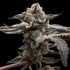Tangie Candie fem. Elev8 Seeds