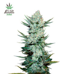 Tangie Matic Auto fem. FastBuds Seeds