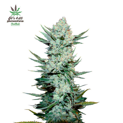 Tangie Matic Auto fem. FastBuds Seeds