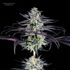 Tangoz fem. Phenomenom Genetics