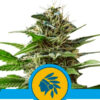 Tatanka Pure CBD fem. Royal Queen