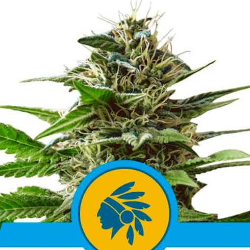 Tatanka Pure CBD fem. Royal Queen