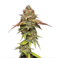 Terp & Tonic fem. Seedstockers Superior