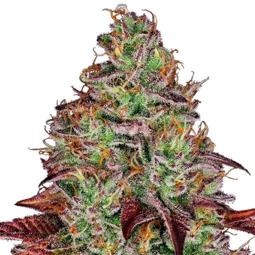 Tezla OG fem. Sensi Seed Research