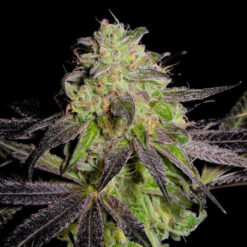 Tha Gelee fem. Grateful Seeds