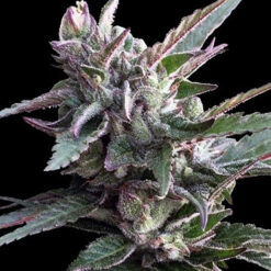 Thai Chi fem. Ace Seeds