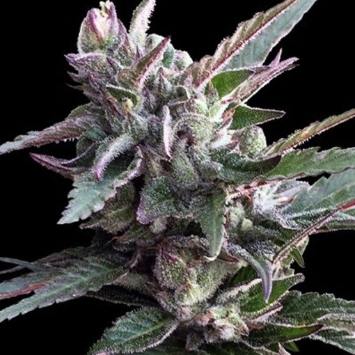Thai Chi fem. Ace Seeds