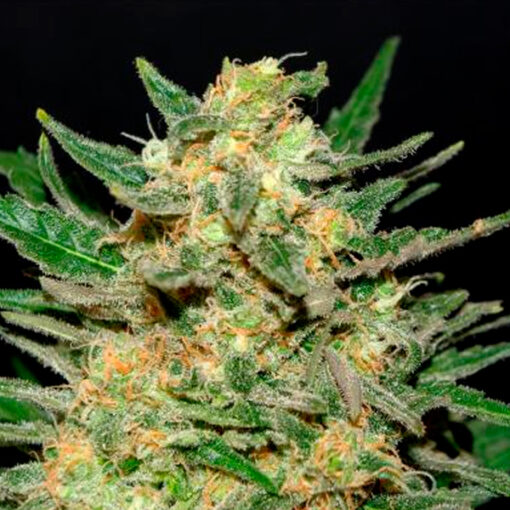 Thai Fantasy   5 u. fem. Kannabia Seeds