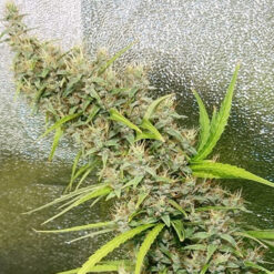 Thai x Panama fem. Ace Seeds