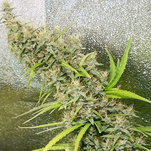 Thai x Panama fem. Ace Seeds