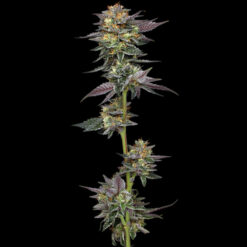 The Bling 3 u. fem Humbold Seeds Company
