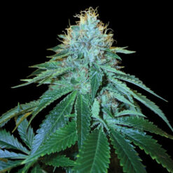 The OG #18 fem. DNA Genetics