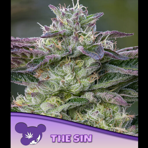 The Sin fem. Anesia