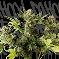 The Whale. DaHood Urban Seeds