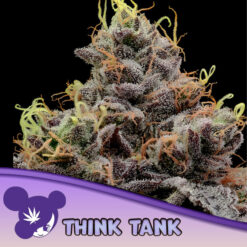 Think Tank  3 u. fem Anesia