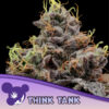 Think Tank  5 u. fem Anesia