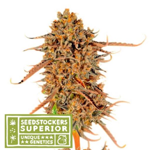 Thunder Banana fem. Seedstockers Superior