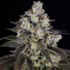 Trainwreck  5 u. fem. Barney's