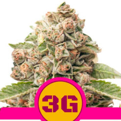 Triple G fem. Royal Queen