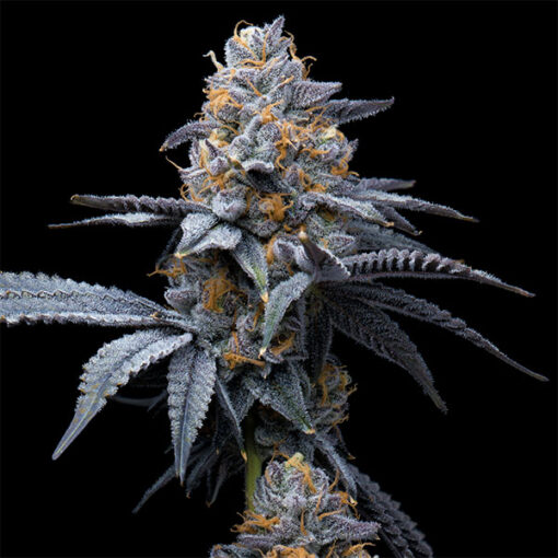 Trop Cookies X Hollywood 6 u. fem Cookies Seed Bank