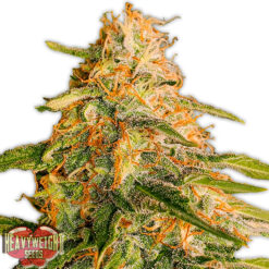 Tropic Punch fem. Heavyweight Seeds