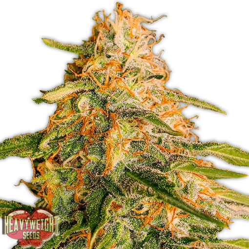 Tropic Punch fem. Heavyweight Seeds