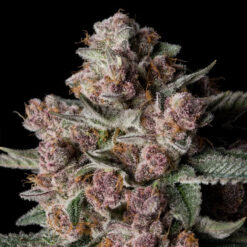 Tropical Jam  3 ud Silent Seeds