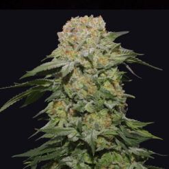 Tropical Rain fem. Grateful Seeds