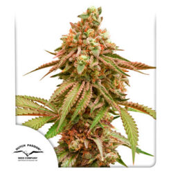 Tropical Tangie fem. Dutch Passion