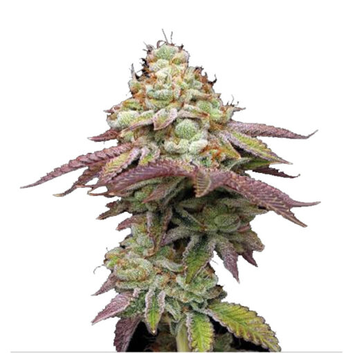 Tropical Zmoothie fem. Seedstockers Superior