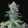 Tropicana Cookies Auto fem. FastBuds Seeds
