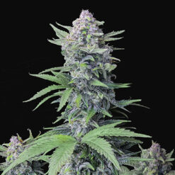 Tropicana Cookies Auto fem. FastBuds Seeds