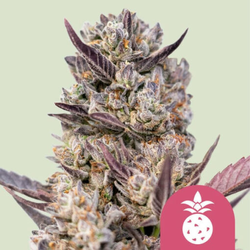 Tropicana Cookies Purple fem. Royal Queen