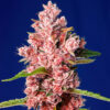 Tropicanna Poison F1 Fast Version fem. Sweet Seeds