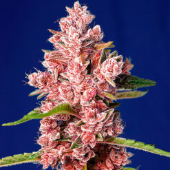 Tropicanna Poison F1 Fast Version fem. Sweet Seeds