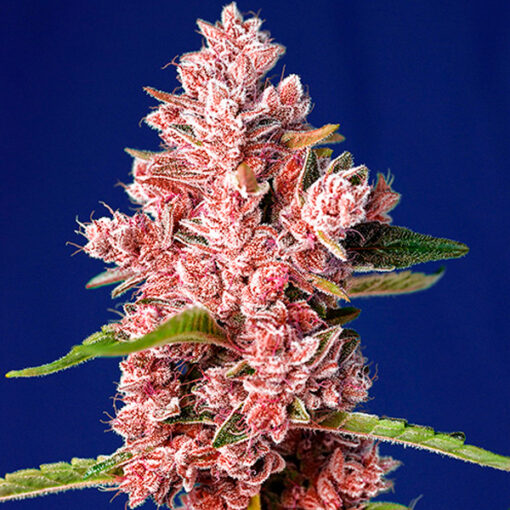 Tropicanna Poison F1 Fast Version fem. Sweet Seeds